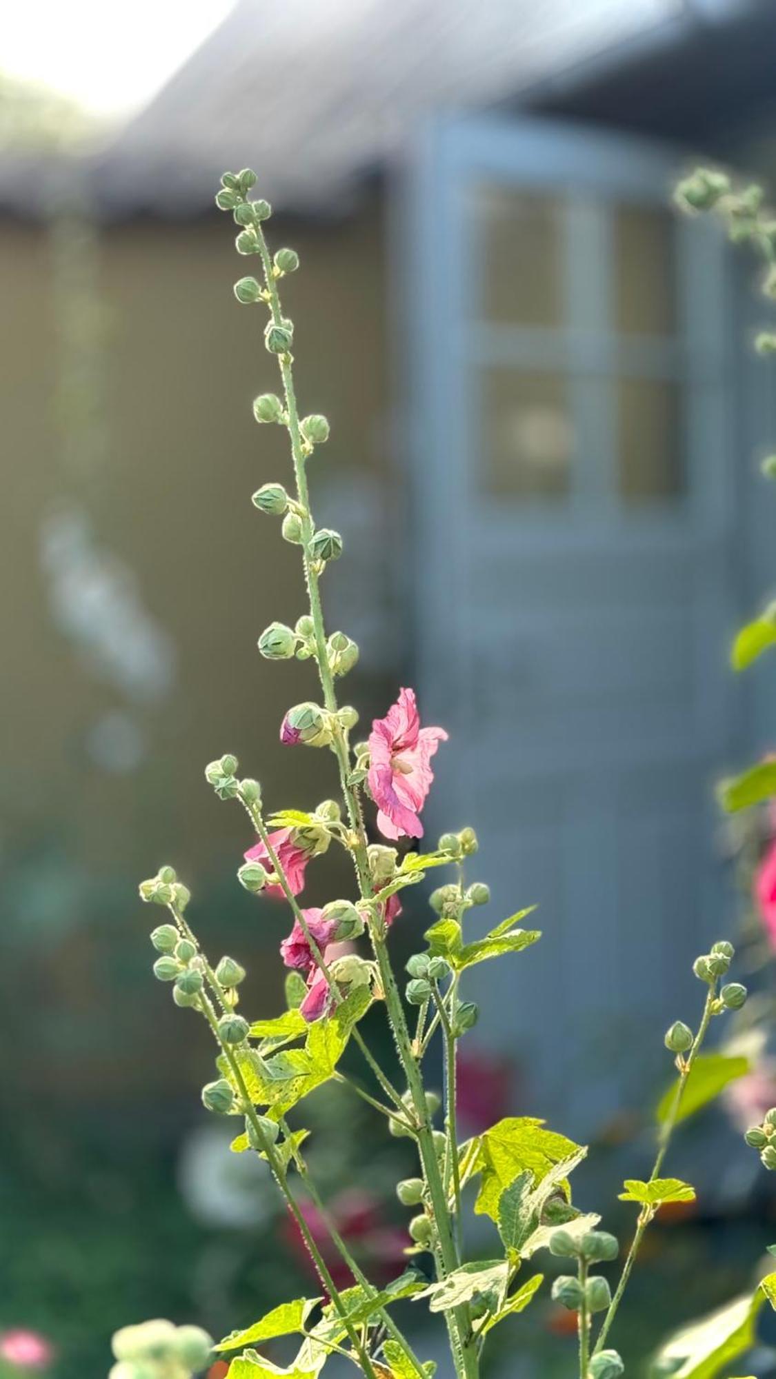Dyrlev Bed & Breakfast Præstø Buitenkant foto